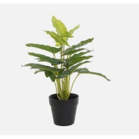 PIANTA CAMPANULA VERDE 25X25X30